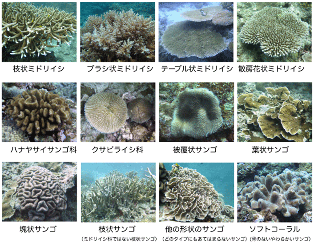 年8月4日 地球温暖化チョウチョウウオの食事事情に打撃 好みのサンゴを特定することで判明 沿岸生態システム部 研究成果 水産研究 教育機構